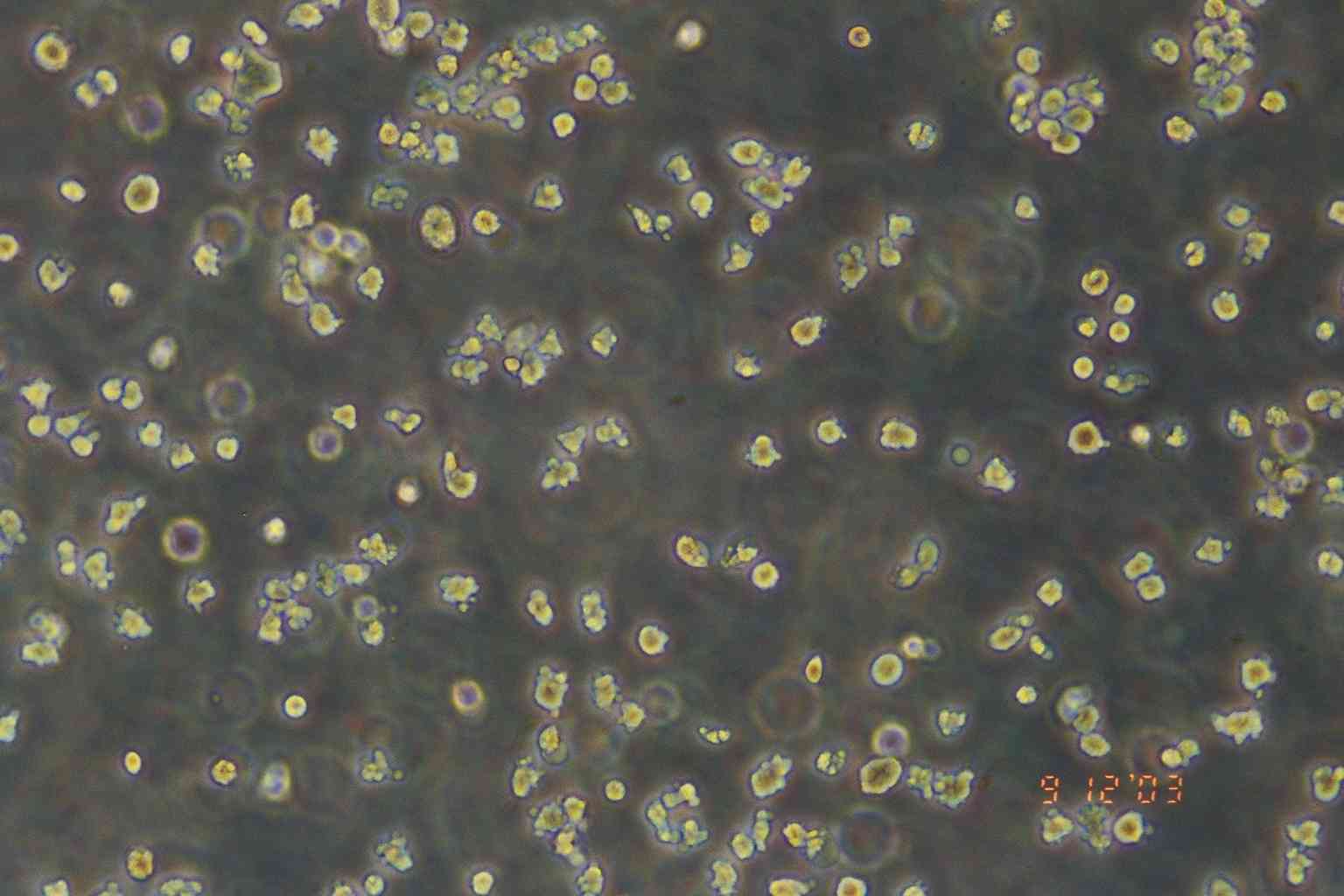 PC 61 5.3细胞图片